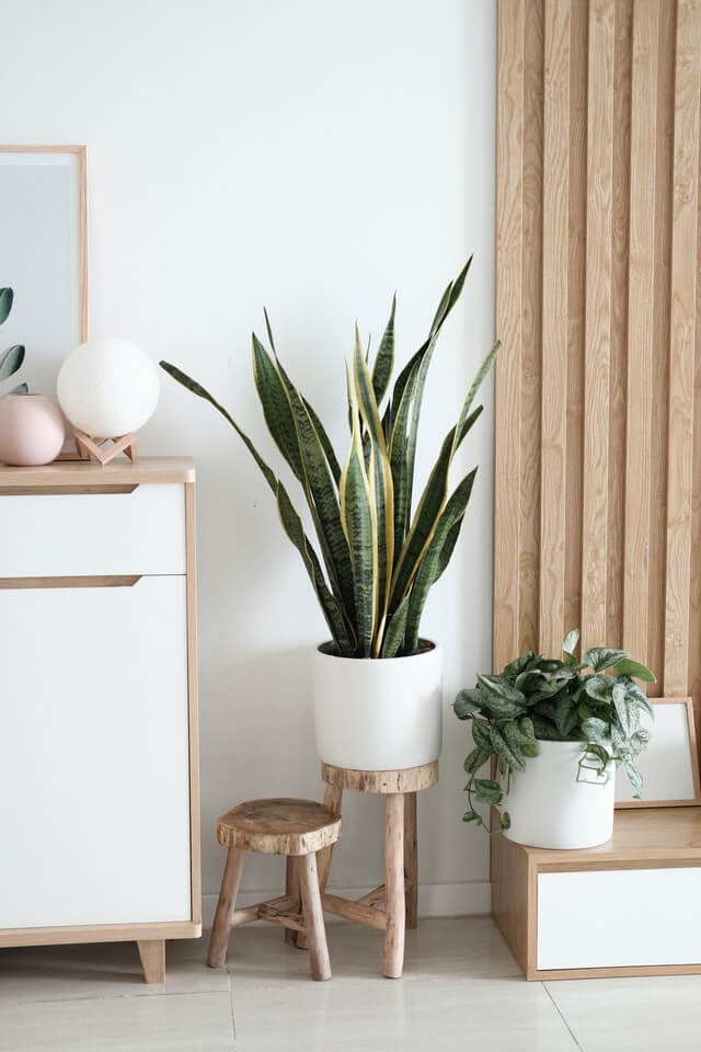 plants-shop-product-gallery-img-8 plants shop product gallery img 8